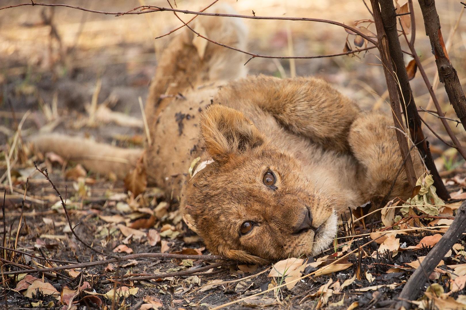 One of the Xudum Pride's cubs rests in the shade after feasting on a buffalo carcass.