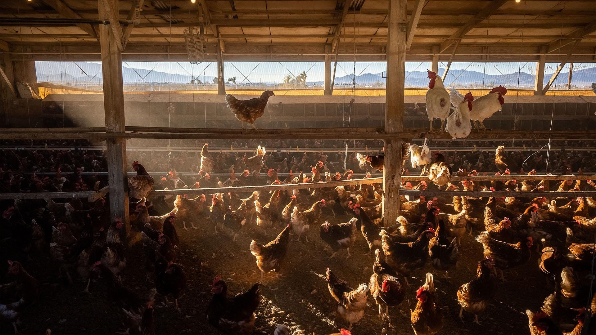 A single frame of a timelapse of cage free chickens moving around their pen at a farm in San Diego.