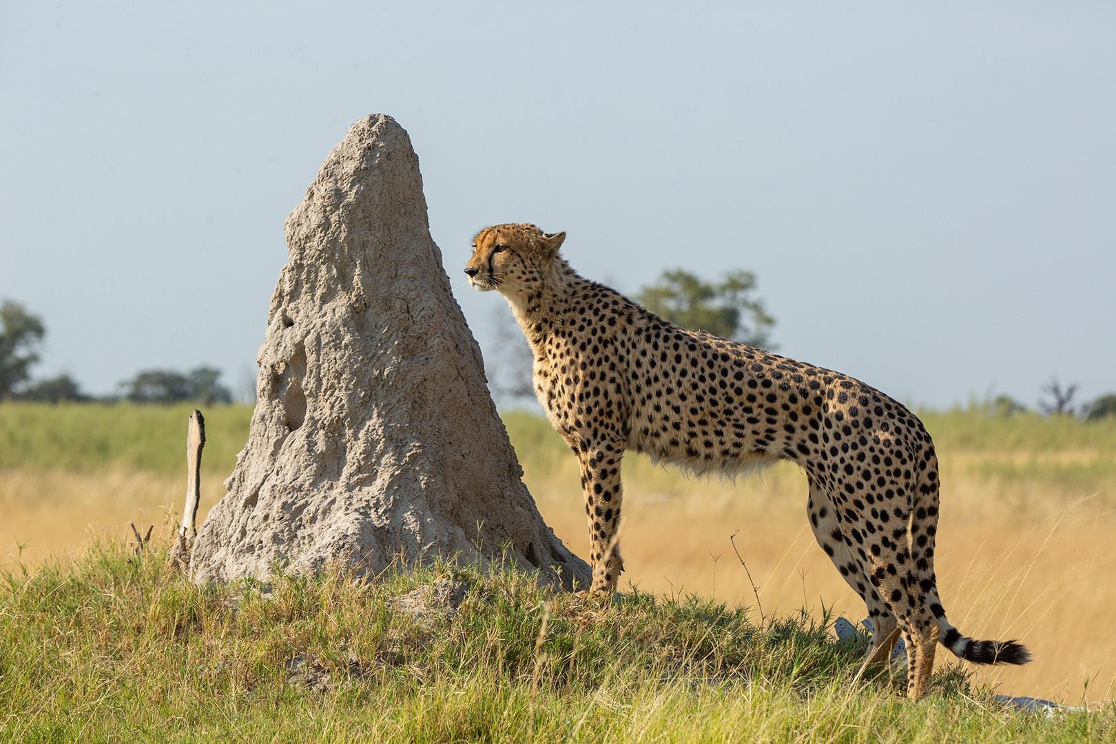 Roaming male cheetah, Sepoko, uses a termite mound to scent mark.