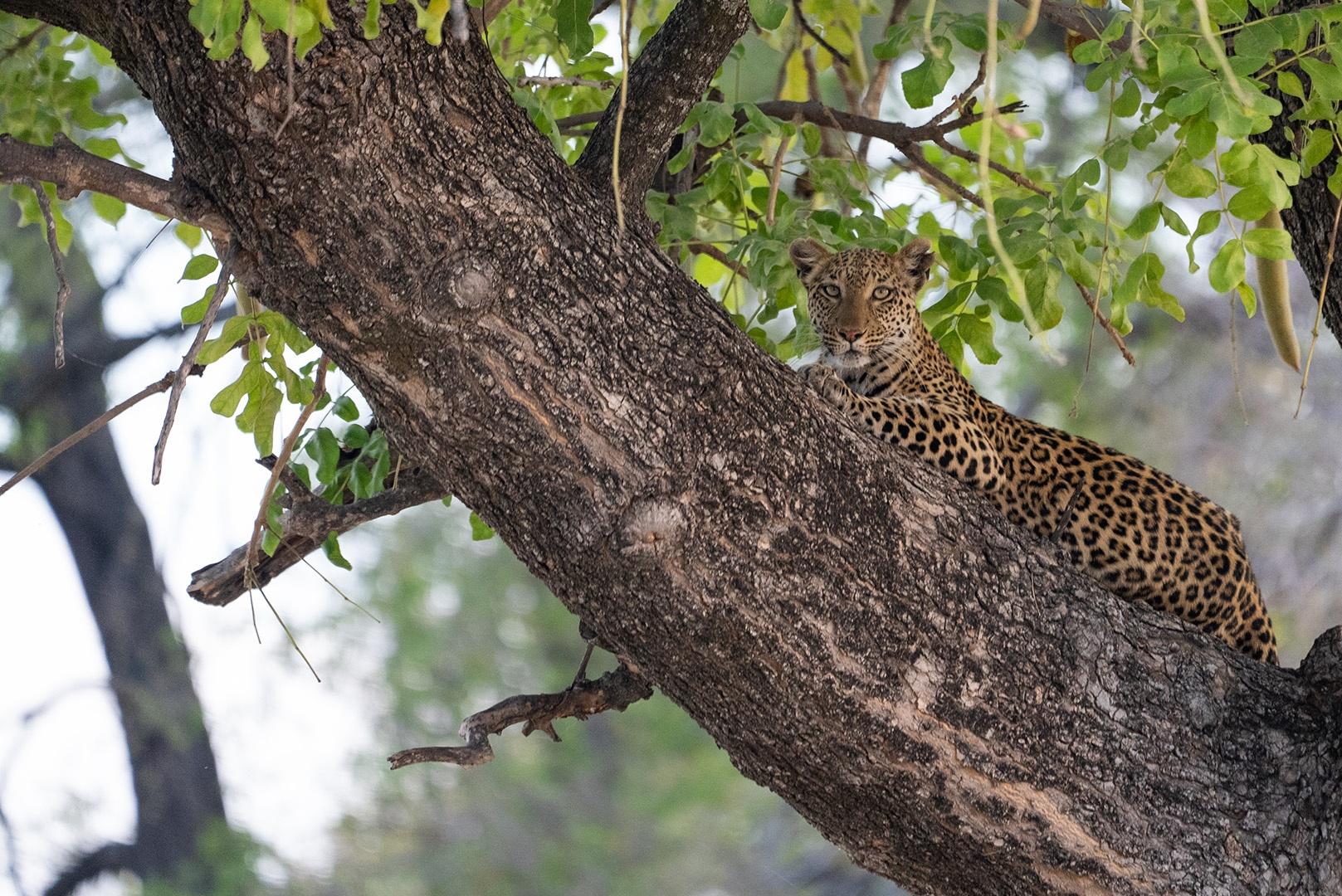 Female leopard, Xudum, waits for prey as she tries to master the art of 'tree-hunting.'