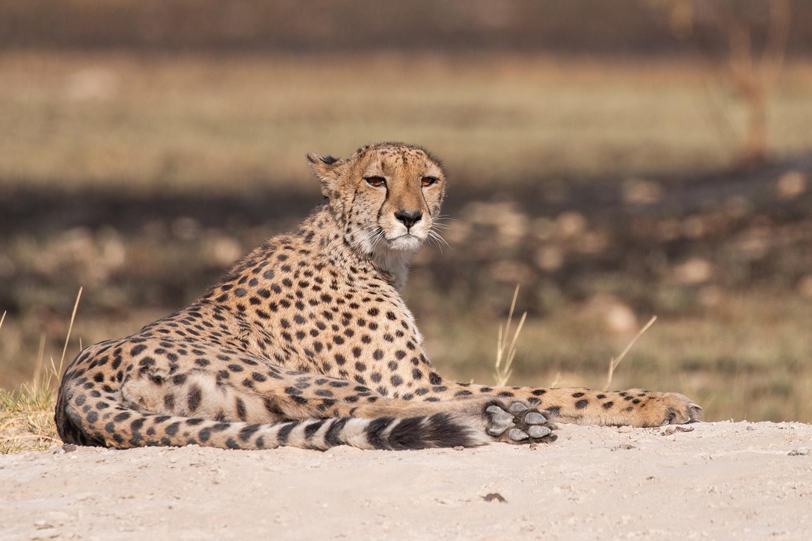 Resident female cheetah, Pobe, recovers from a failed chase.