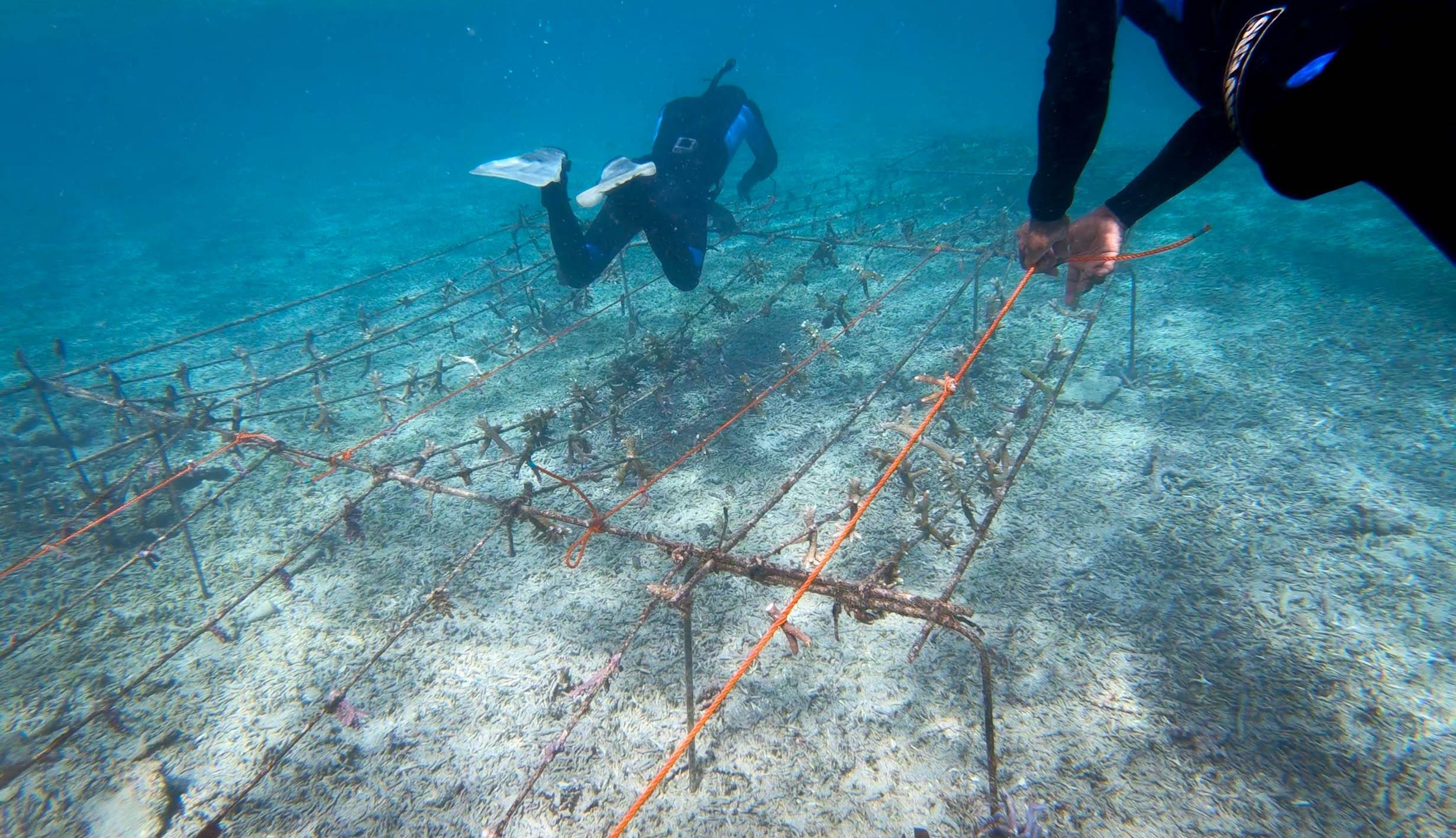 Coral Reefs of Vanuatu