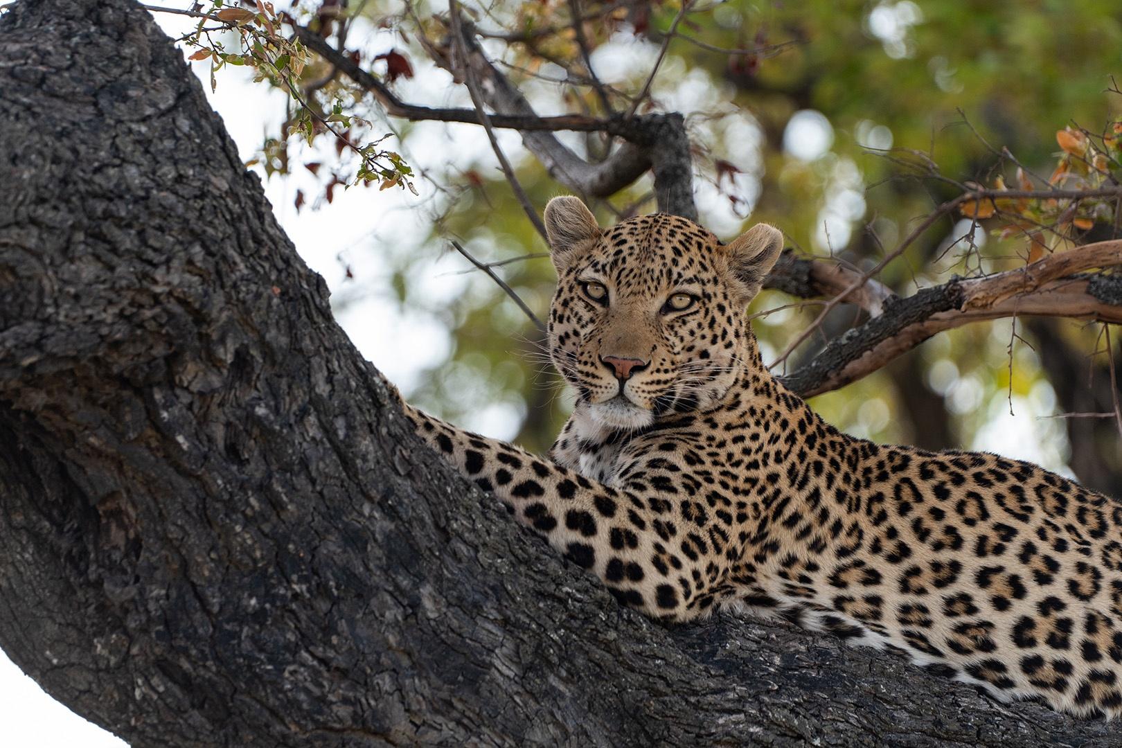 Young male leopard, Metsi, strays into the territory of a larger, more dominant male.