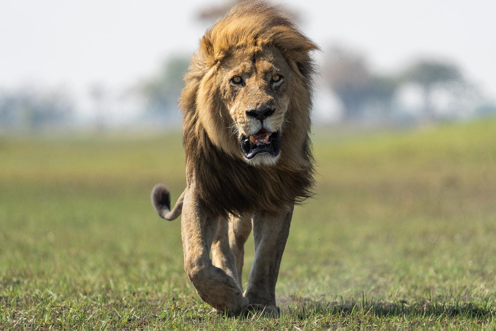 Domiant male lion, Big Toe, patrols his territory to keep his family safe.