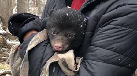 Video thumbnail: Nature Bear Cub Check Up