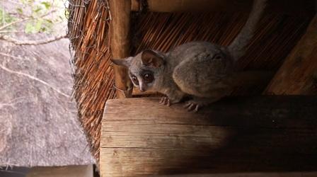 Video thumbnail: Nature Bush Baby Tenants| Backyard Nature